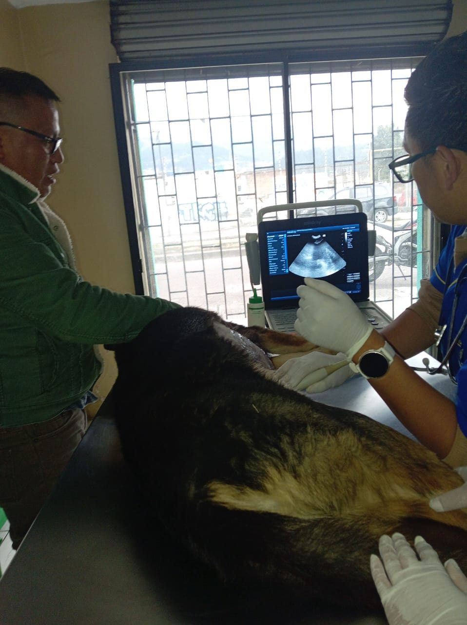 Ecografía a un perro en la clínica