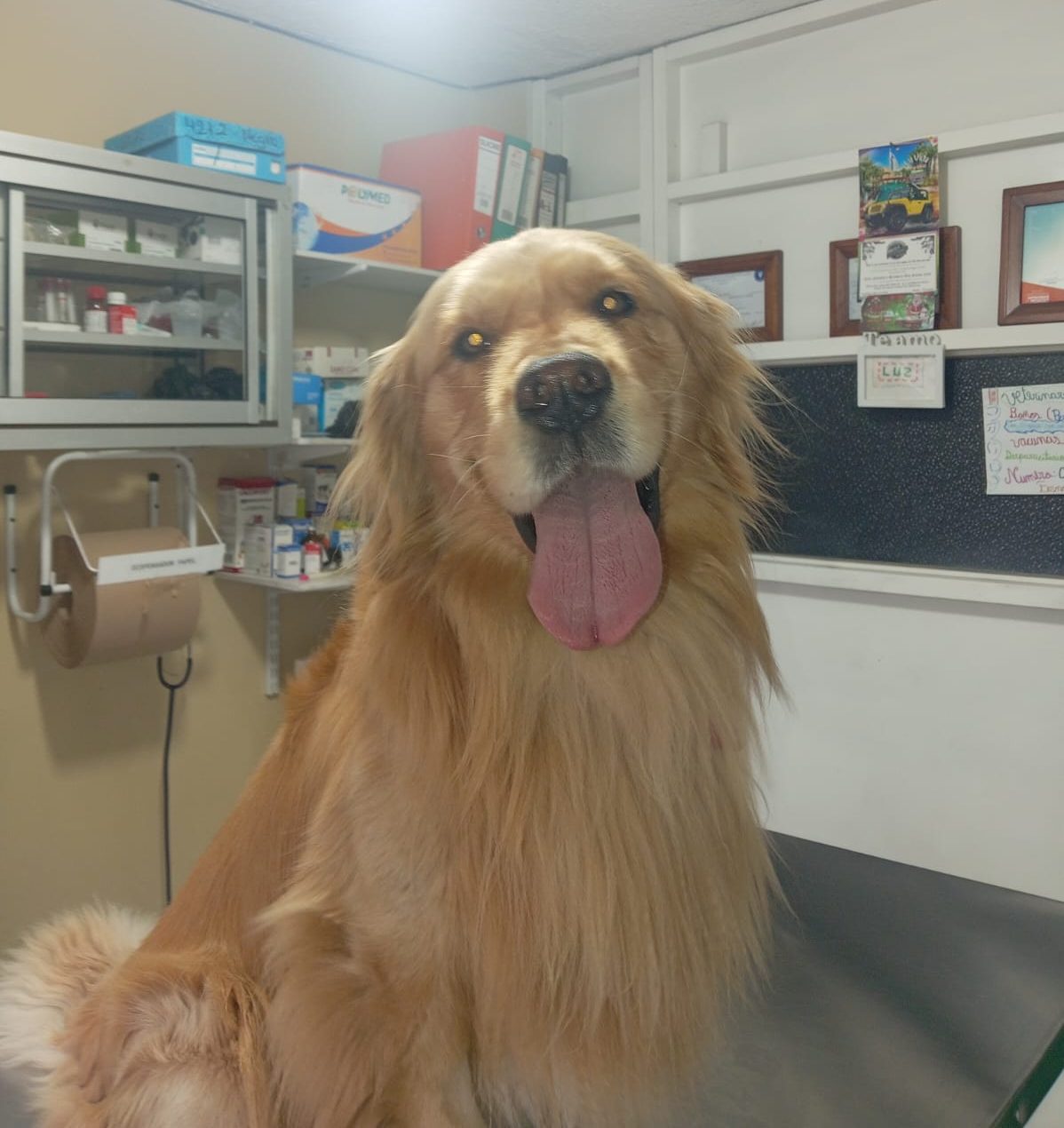 Golden retriever sonriente sobre la mesa de consulta de Kardom