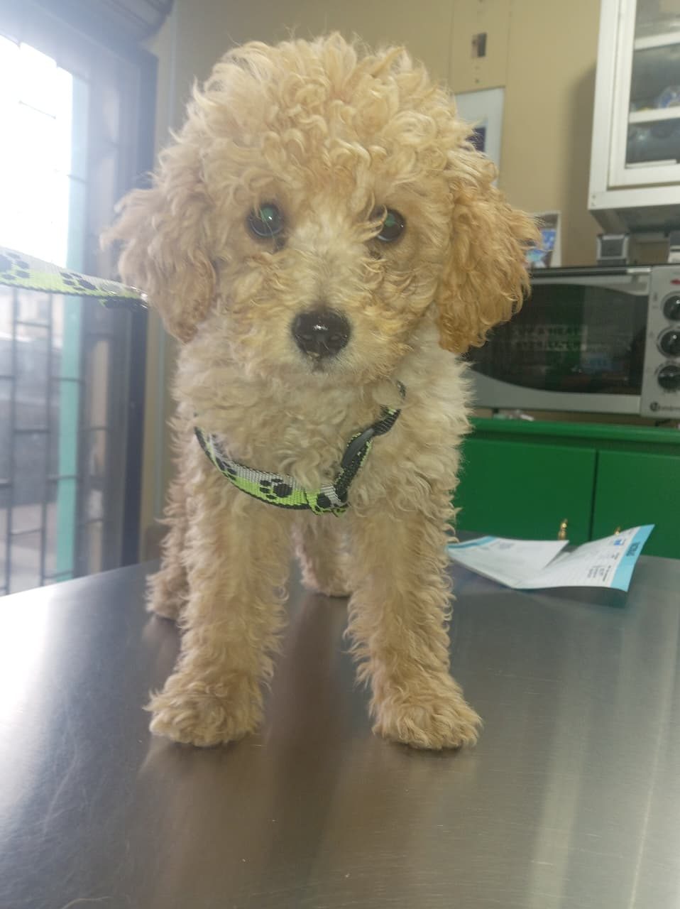 Cachorro poodle en la mesa de consulta